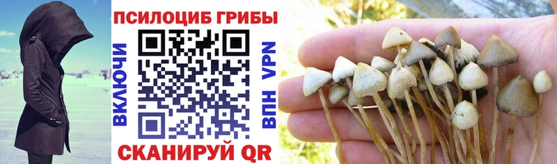 Псилоцибиновые грибы Cubensis Ессентукская